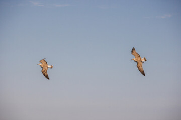 Two seagulls soaring high in the sky with wings fully spread, flying in opposite directions against a clear blue background.