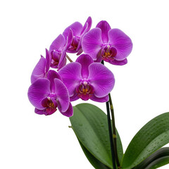 Obraz premium Phalaenopsis violacea — “fragrant violet-colored orchid with rounded petals, tropical greenhouse vibe.”