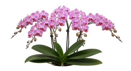 Phalaenopsis equestris — “small pink and white spotted moth orchid, clustered blooms, tropical greenhouse setting