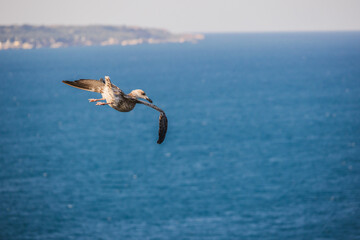 A juvenile seagull glides above the blue sea with the coastline visible in the background on a sunny day.