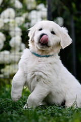 Kleiner Hundewelpe spielt im Garten. Zunge draußen. Golden Retriever Welpen