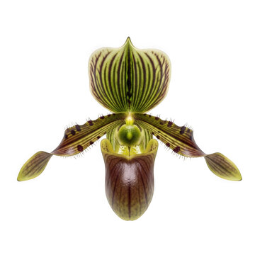 Paphiopedilum lowii &mdash; &ldquo;large slipper orchid with long twisted petals, green and purple tones.&rdquo;
