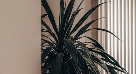Indoor shot of a spiky green houseplant with long leaves, positioned near a window with vertical blinds and a beige wall.