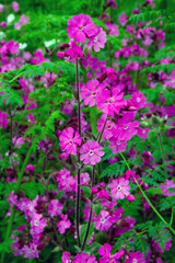 Silene Caroliniana, Red Campion