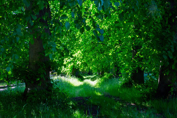 Sunlit track down an avenue of Lime Trees