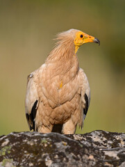 The wise one of the skies: serene presence of the vulture (Neophron percnopterus, Egyptian Vulture, Alimoche común)