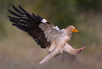 Fototapeta premium Messenger of the air: elegance and rarity in descent (Neophron percnopterus, Egyptian Vulture, Alimoche común)