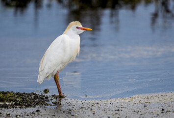 White stillness: the egret among reflections and mud (Bubulcus ibis, Cattle Egret, Garcilla bueyera)