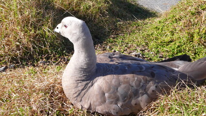 goose on the grass