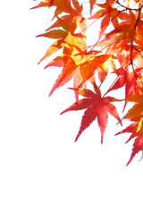 鮮やかに色づいたカエデの葉のクローズアップ　白背景