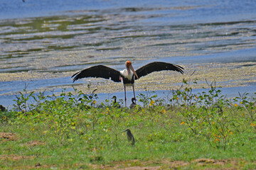 A large Painted Stork with wings outstretched dominates the foreground of a wetland scene, while a smaller Ibis forages nearby amidst lush green grass and shallow water.