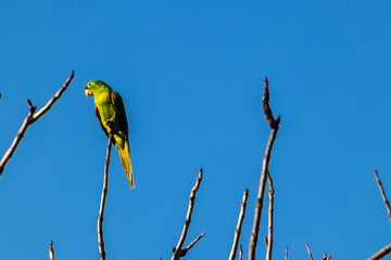 maritacas (Pionus) or brazilian parrots landed on a dry tree in Brazil