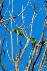 maritacas (Pionus) or brazilian parrots landed on a dry tree in Brazil