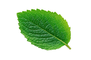 Obraz premium Close-up of a vibrant green leaf (6)