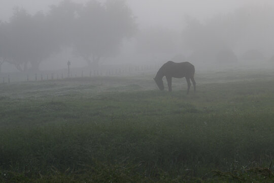 Grazing in silence: horse in foggy landscape (Equus ferus caballus, Horse, Caballo)