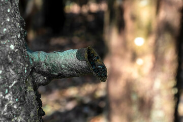 Irai, scientific name Nannotrigona testaceicornis, is a social bee, of the subfamily Meliponines, general black coloration with gray hairs in a hive in Brazil