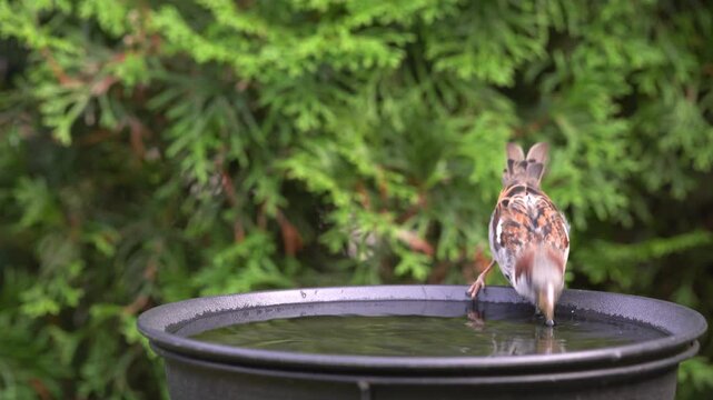 sparrow drinks water