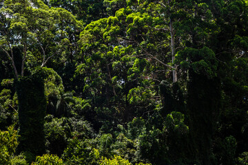 Tropical trees in the jungle forest on a mountain hill n Brazil. Top view