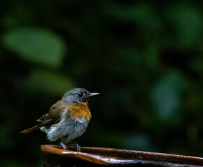 White-bellied Blue Flycatcher (Cyornis pallipes) perched gracefully in the Western Ghats forest habitat