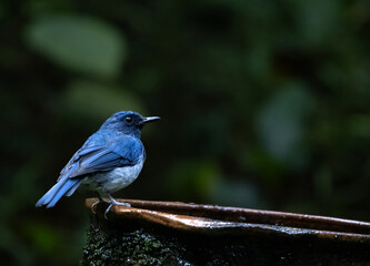 White-bellied Blue Flycatcher (Cyornis pallipes) perched gracefully in the Western Ghats forest habitat