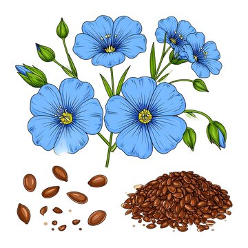 Detailed illustration of flax plant