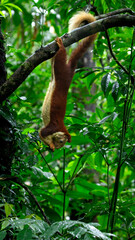 Obraz premium Majestic Malabar Giant Squirrel gracefully feeding in its natural forest canopy