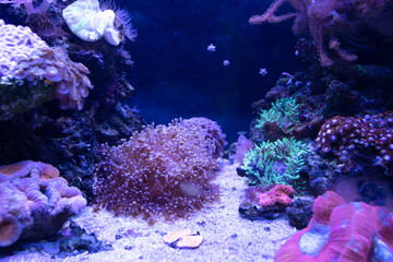 Colorful coral reef underwater marine scenery. Colorful landscape in aquarium
