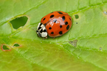 Closeup on a vibrant colored Asian ladybug, Harmonia axiridis