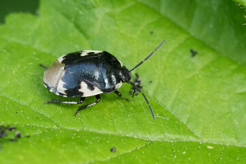 Closeup on a black and white colored pied shield bug, Tritomegas bicolor
