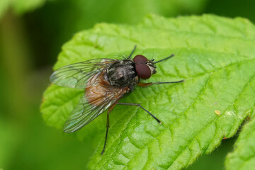 Closeup on a common European Phaonia subventa fly perched on a green leaf in the garden