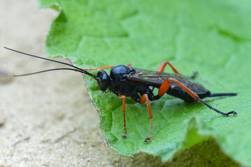 Closeup on a dark and red colored European Pimpla rufipes wasp on a green leaf