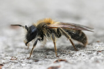 Closeup on a male of the rare groove faced mining bee, Andrena angustior sitting on a piece of wood