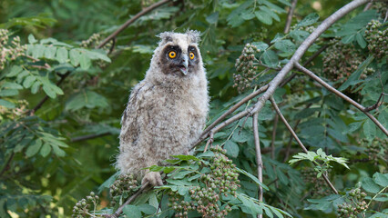 great horned owl