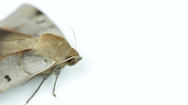 Minucia lunaris, the lunar double stripe or brown underwing on white backgrond shot