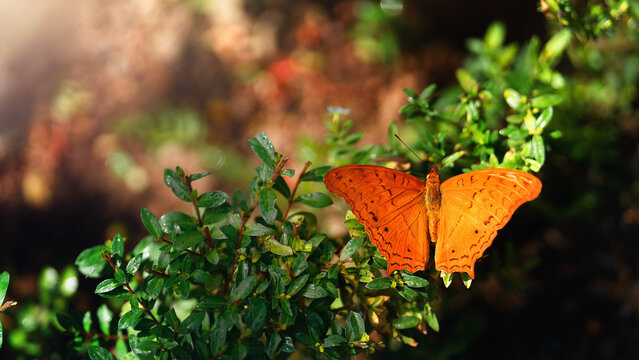 The Cruiser (Vindula erota) orange butterfly on the green leaves - Powered by Adobe