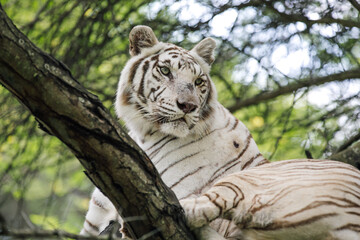 White Tiger Sitting on Tree 