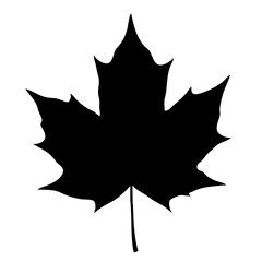 Silhouette Detailed Maple Leaf Icon Element Botanical Design Illustration