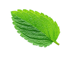Fototapeta premium Close-up of a vibrant green mint leaf (2)