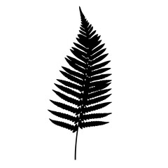 Minimalist Silhouette Fern Frond Single Stem Botanical Element Illustration