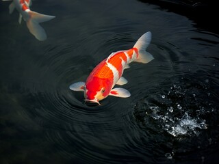 Vibrant koi fish with striking orange and white patterns swimming in dark, rippling water, creating splashes.