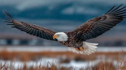 The eagle spread its wings and soared into the sky.