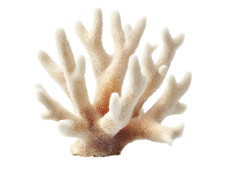 Delicate white coral branch isolated on black background, Isolated On White Background, Png Transparent