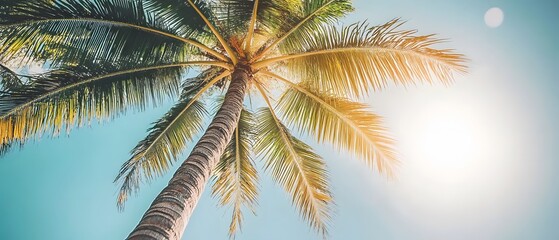 Stunning Low Angle View Palm Tree Summer Sun