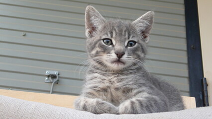 cat on the rocking chair