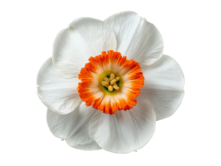 Single white daffodil flower with orange center isolated on black, Isolated On White Background, Png Transparent