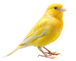 canary bird animal isolated on white background  PNG. AI Generated