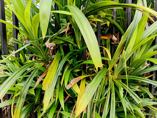 Obraz premium Close up of pandan leaves (Pandanus amaryllifolius). Beautiful green plants in the garden. 