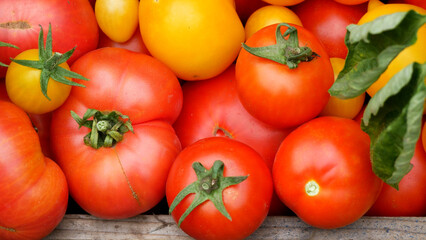 Close-up Many freshly harvested ripe red, pink and yellow tomatoes in a box in the garden. Growing and harvesting tomatoes. Vegetables, tomatoes in a healthy diet. 
