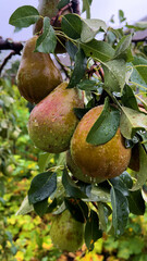 Ripe pear on a tree in the rain. Green pear with a red side and large raindrops. Growing and harvesting pears. Fruits in a healthy diet.