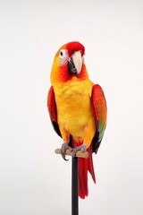 Fototapeta premium Cute parrot on a perch